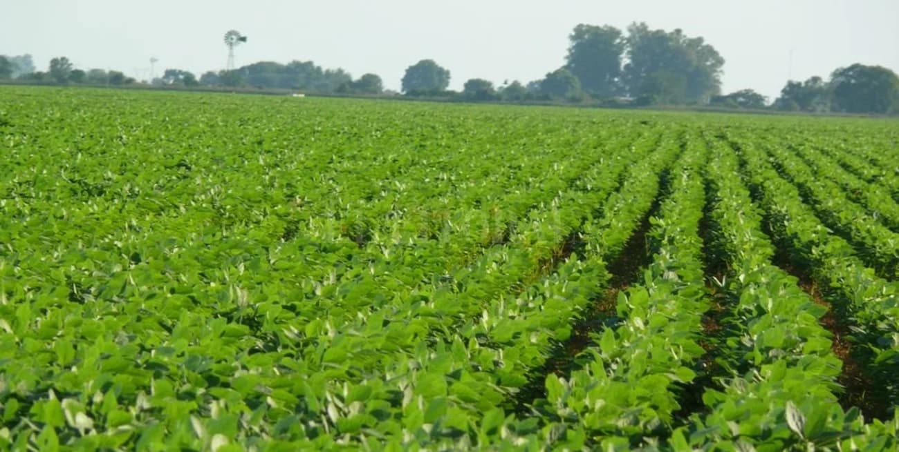 Por el calor extremo el potencial de soja de primera cayó hasta 30%