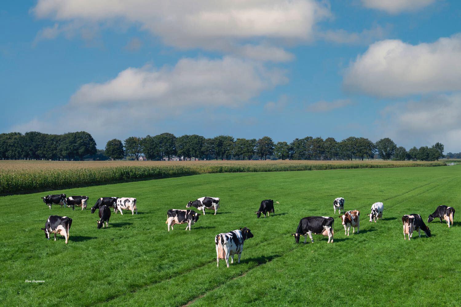 En La Pampa murieron 30 vacas por carbunclo y el Senasa dispuso medidas sanitarias de urgencia