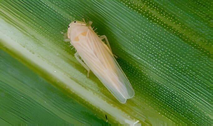 Preocupación en la zona núcleo por la expansión de la chicharrita del maíz