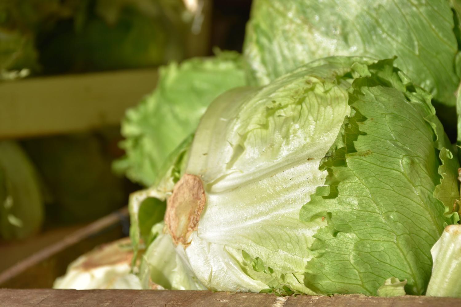 Autorizan al INTA a realizar ensayos con lechuga genéticamente modificada