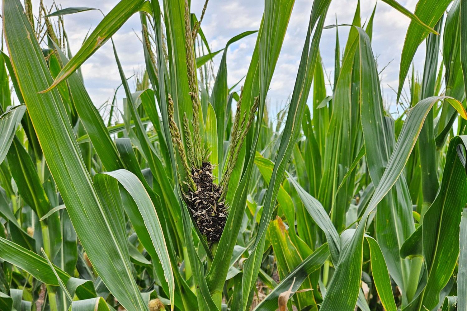Alerta maíz: ya detectaron carbón de la panoja en cinco provincias