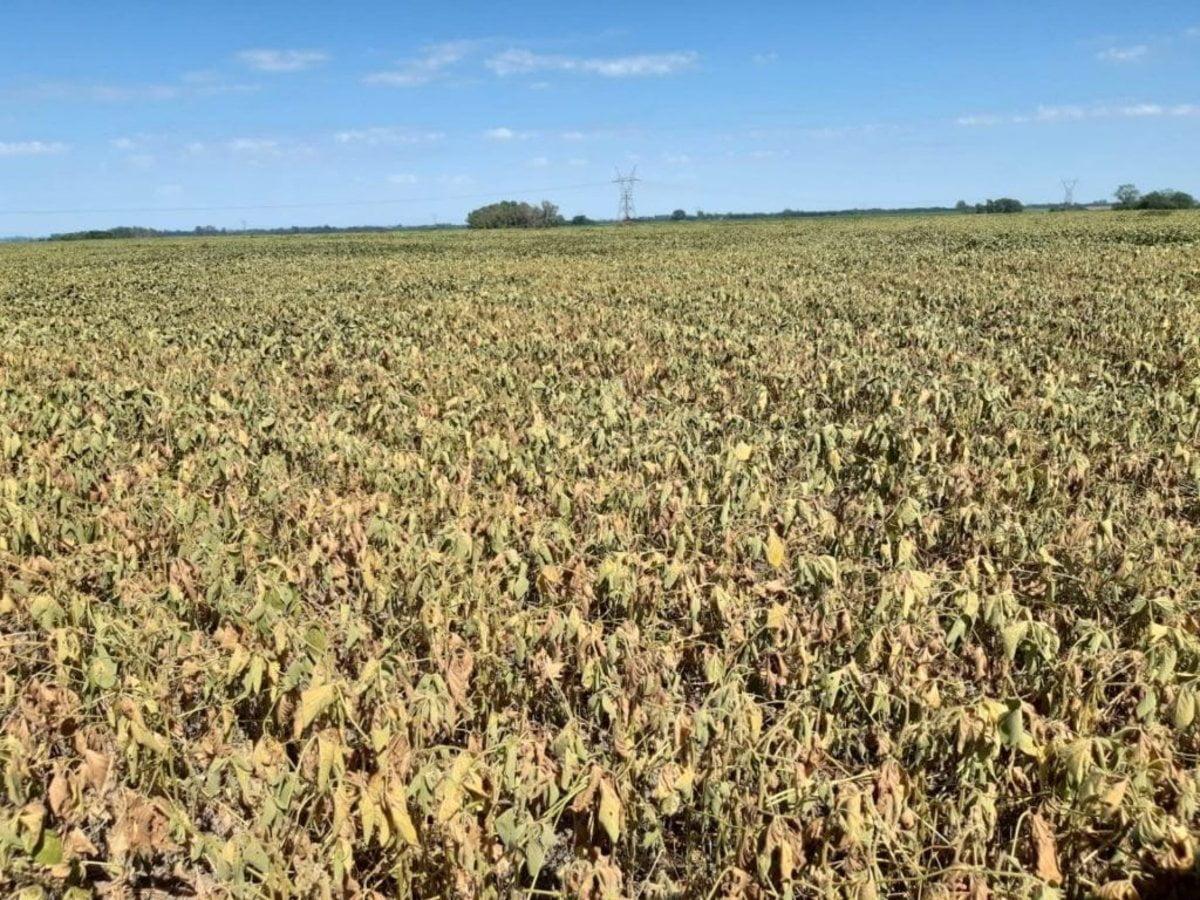 La lluvia no alcanzó: confirman las pérdidas de hasta 30% en el potencial de soja de primera por la ola de calor