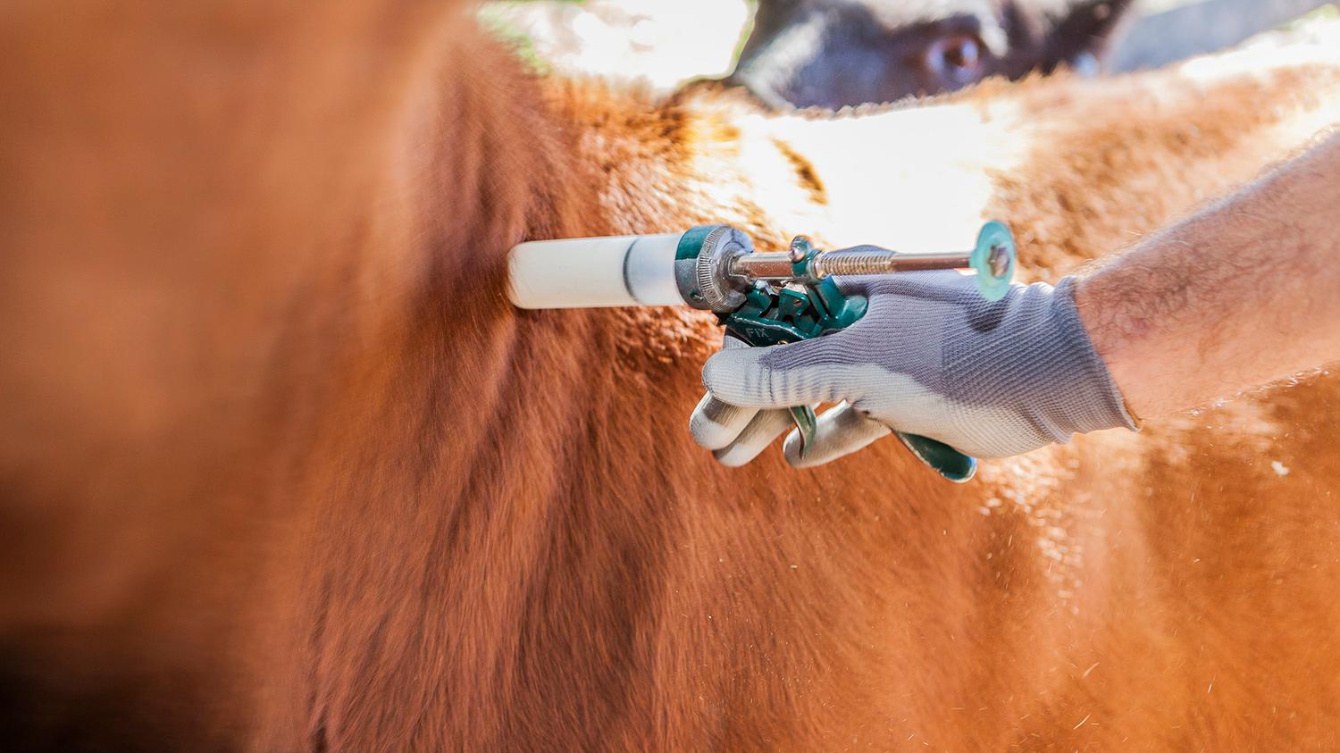 En Argentina, el precio de la vacuna anti aftosa cuadriplica al que se paga en países vecinos