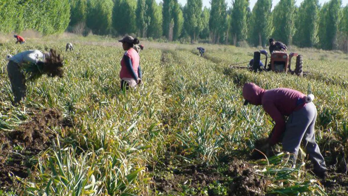 Preocupa la falta de mano de obra para la cosecha en economías regionales