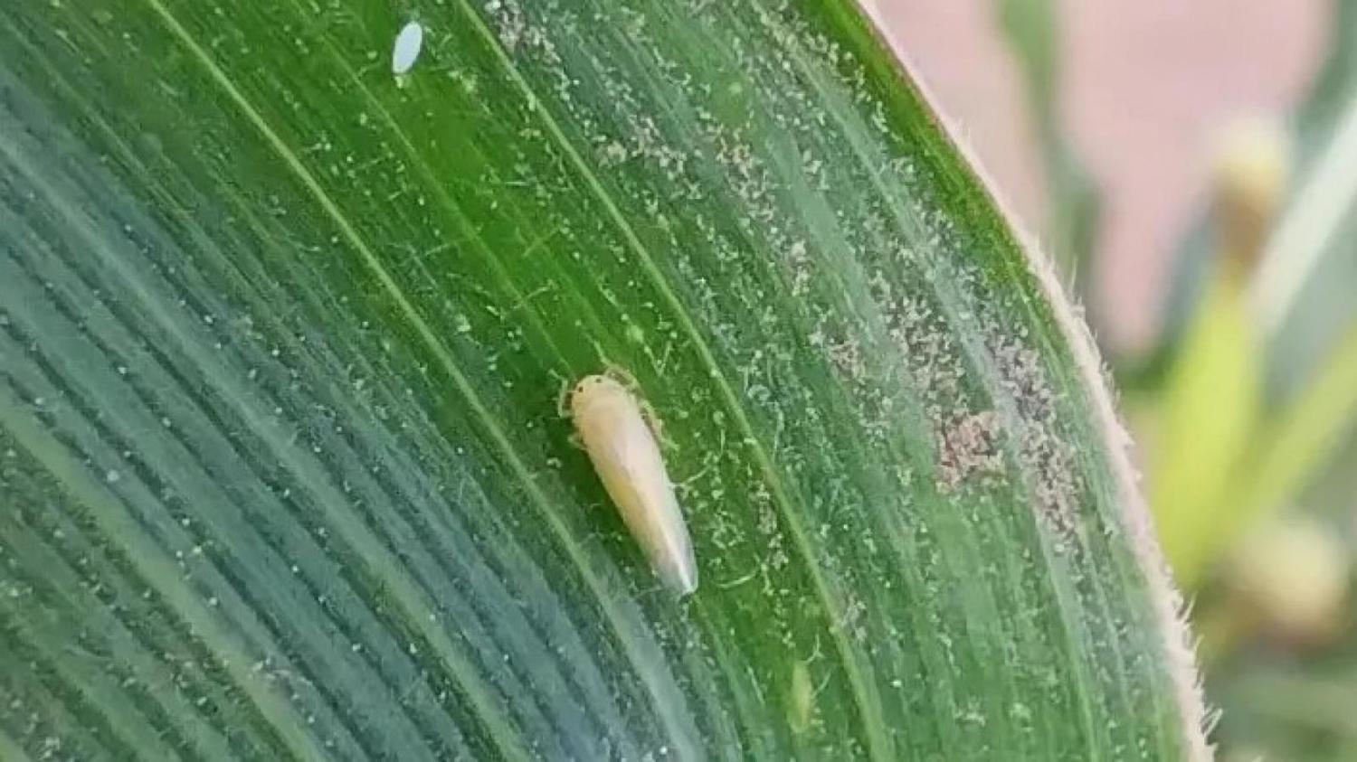 La producción de maíz quedó en la mira por el ataque de la chicharrita