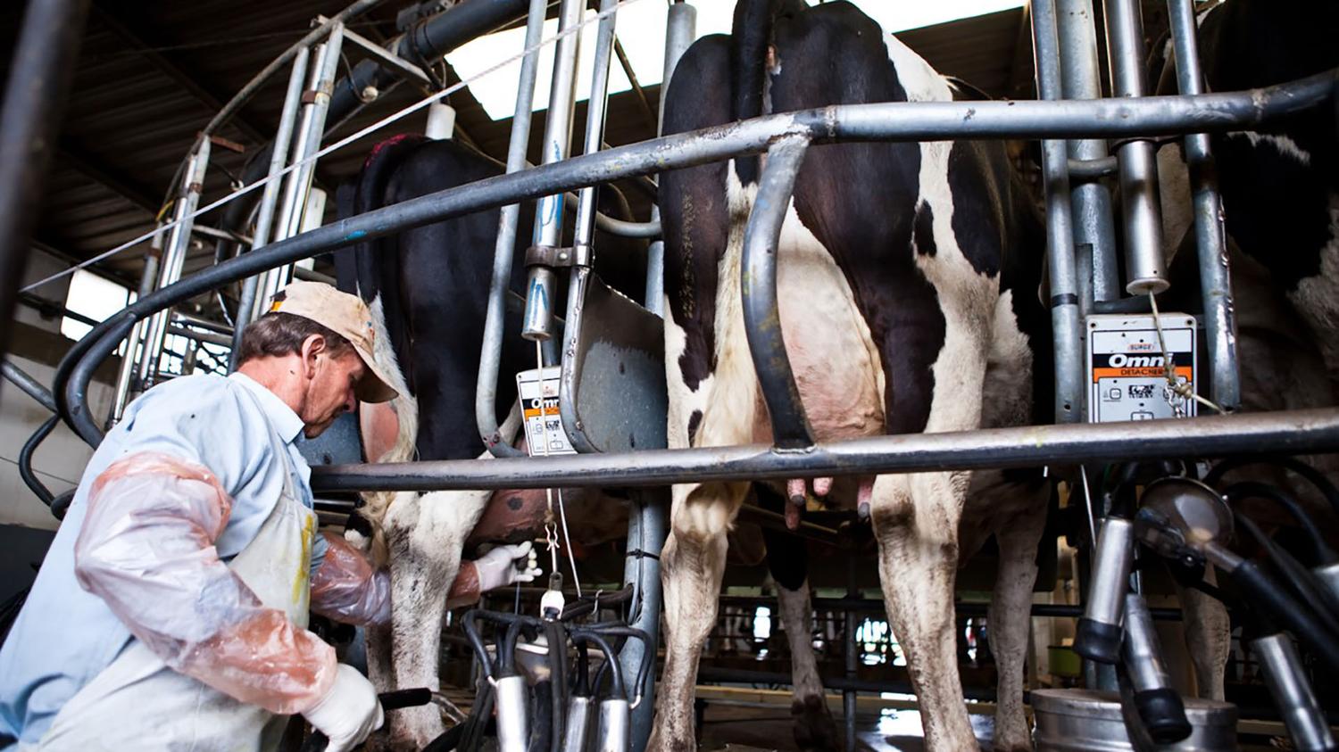 La producción de leche cayó un 6,5% durante 2024