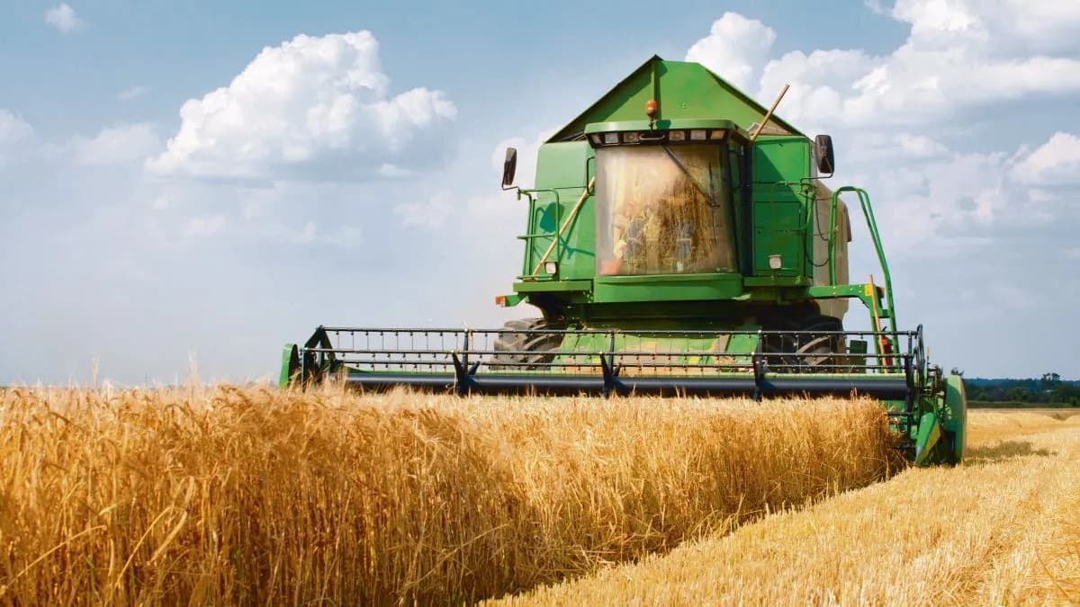 Trigo: las lluvias trajeron algo de alivio, pero hay pérdidas irreversibles