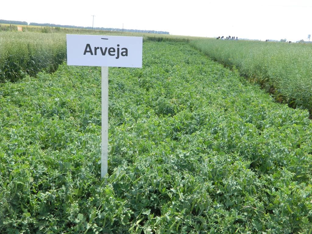 ¿Por qué la arveja se posiciona como un cultivo de invierno-primavera ideal para las rotaciones?