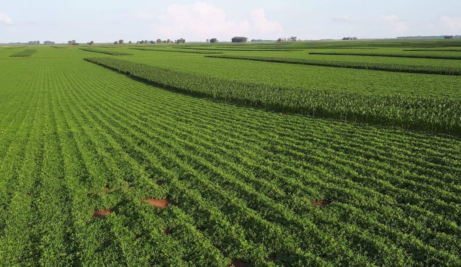 La temperatura del Pacífico enfría el temor: La Niña 2024/25 sería débil