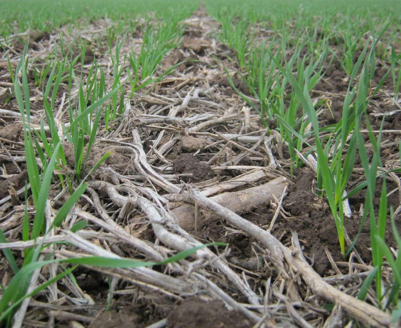 Suelos más sanos: cómo conocer las brechas de carbono en Argentina de manera online