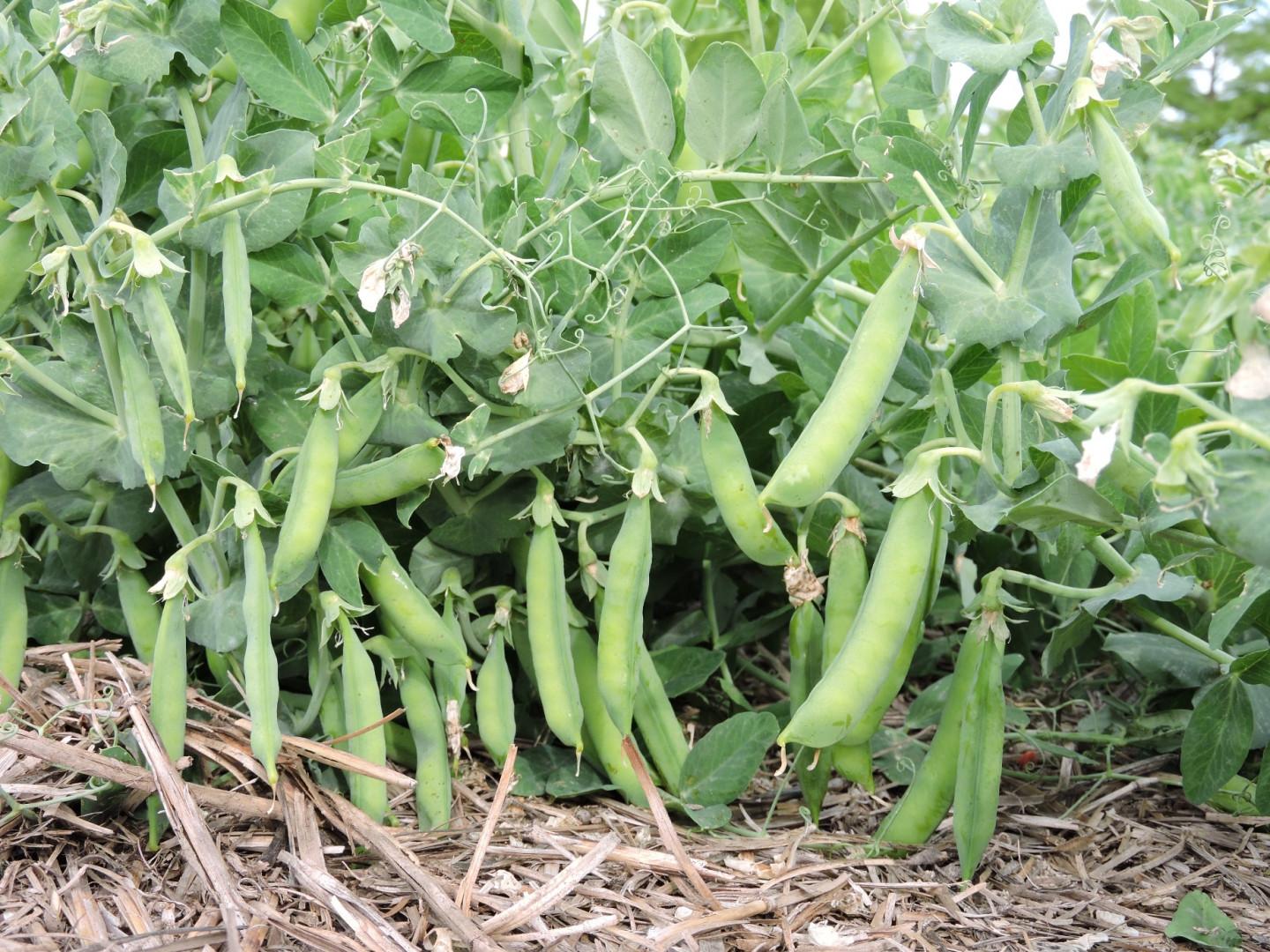 Eliminan presentación de DDJJ para exportar productos de economías regionales