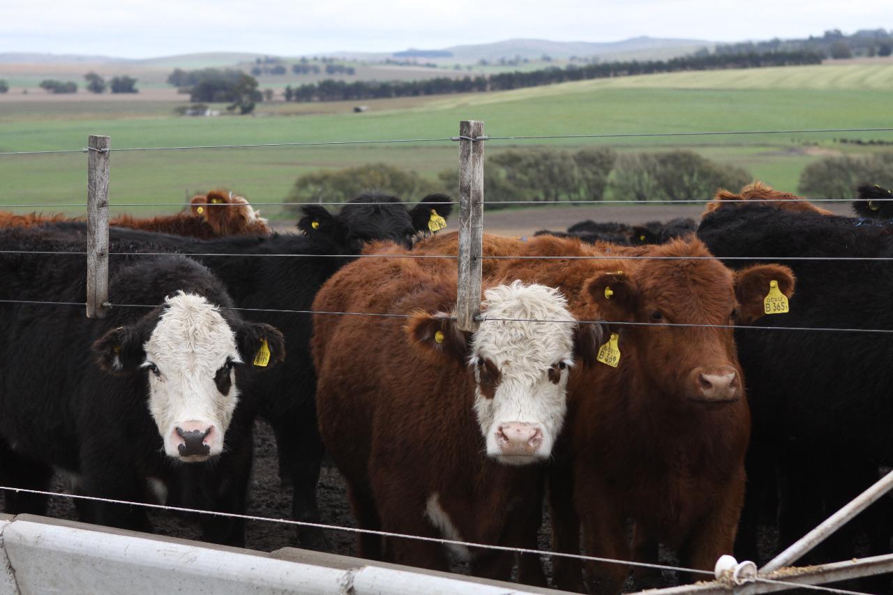 Creció en un año el 5,7% el volumen de animales terminados en feedlots
