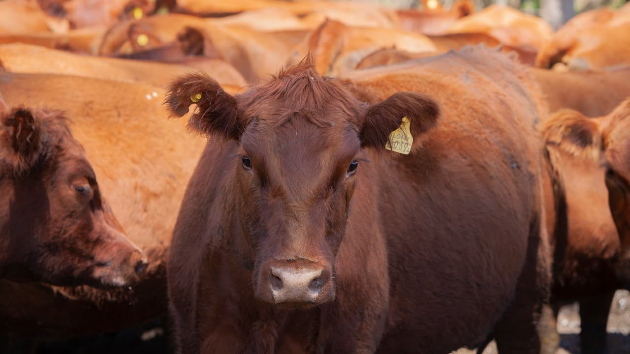 El Gobierno anunció la trazabilidad electrónica obligatoria para el ganado