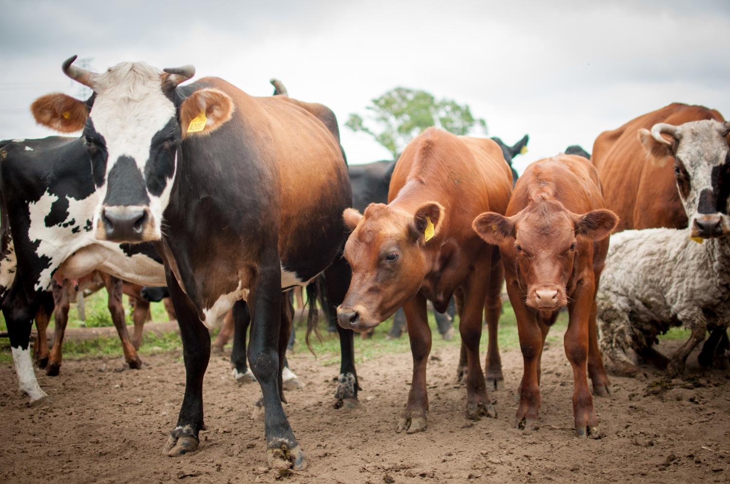 CRA se opone a la identificación obligatoria individual con chip de la hacienda y propone que sea voluntaria
