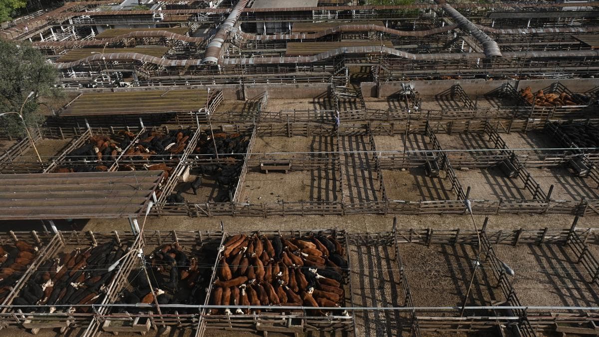 En el primer semestre, la cotización de la hacienda le ganó la pulseada a la inflación