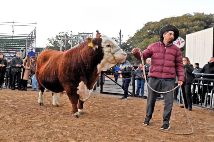 Llegó el primer toro a La Rural: se llama “Místico” como homenaje a la Selección