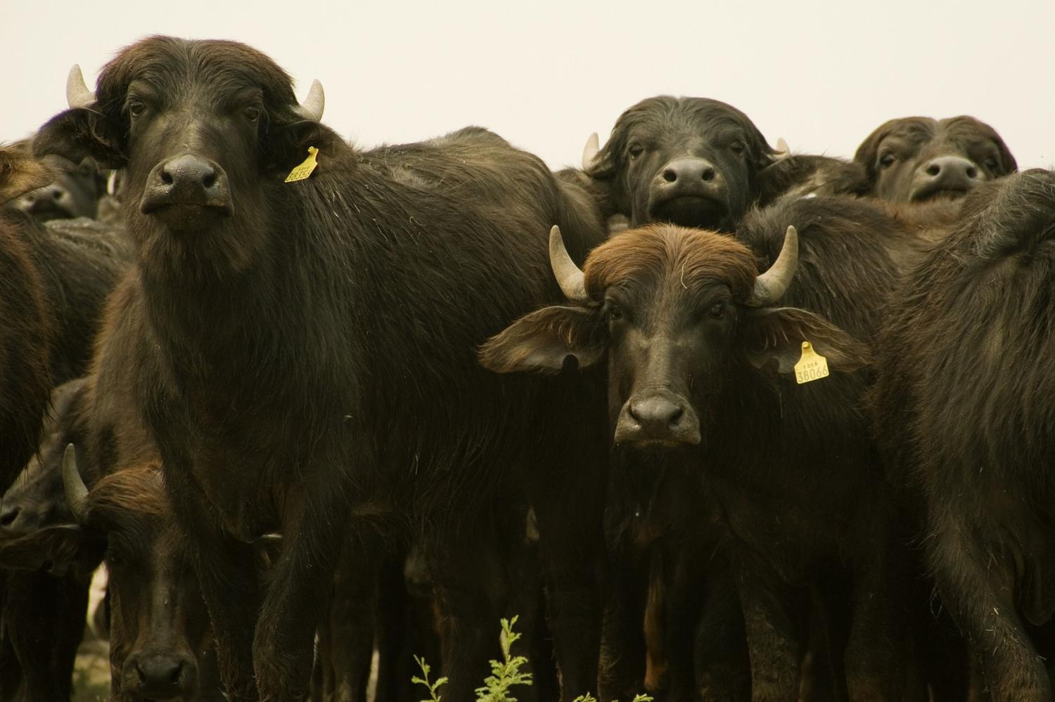 La producción de búfalos creció un 54% en diez años en Argentina