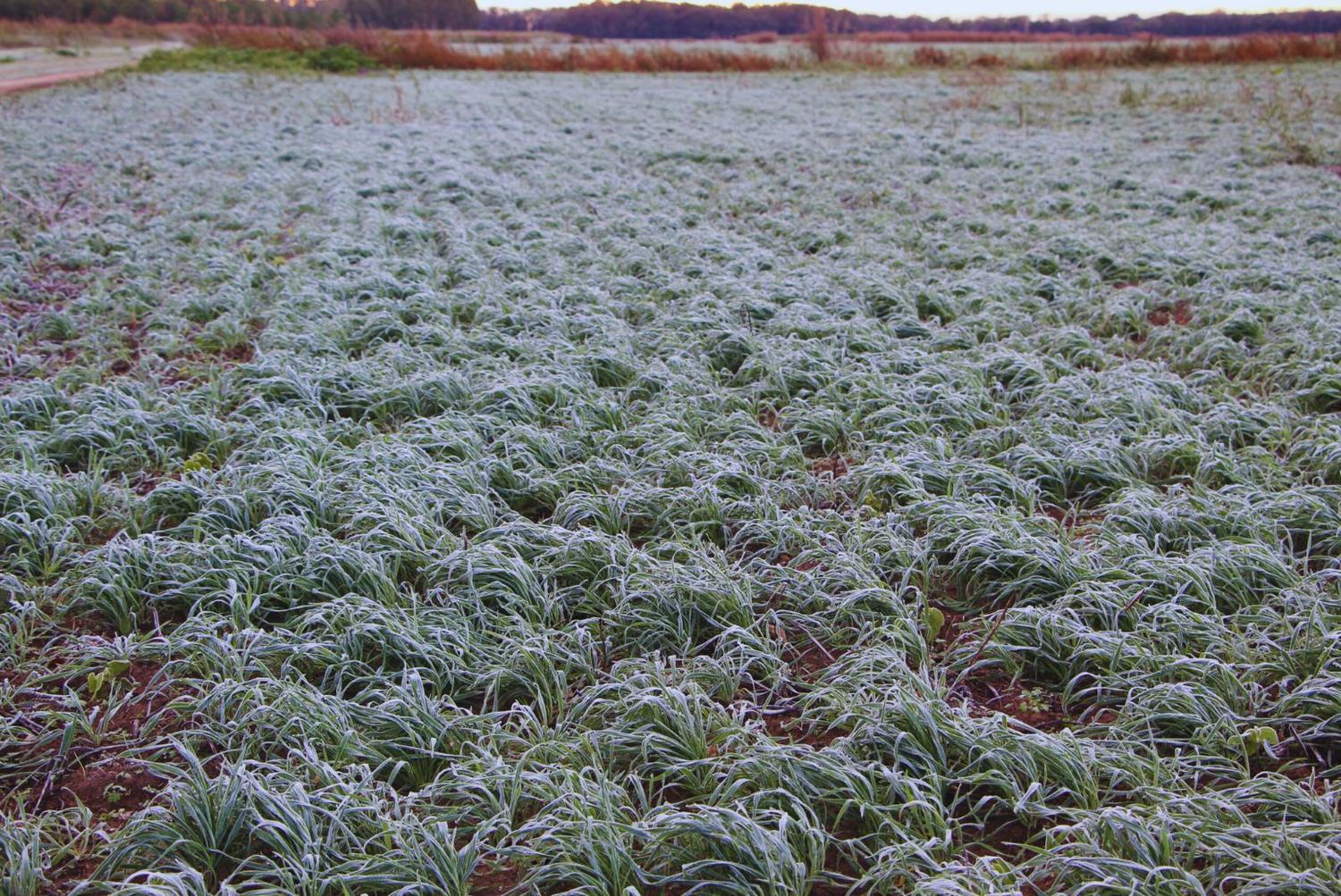 Esperan lluvias escasas y ligeras nevadas en parte de la región agrícola