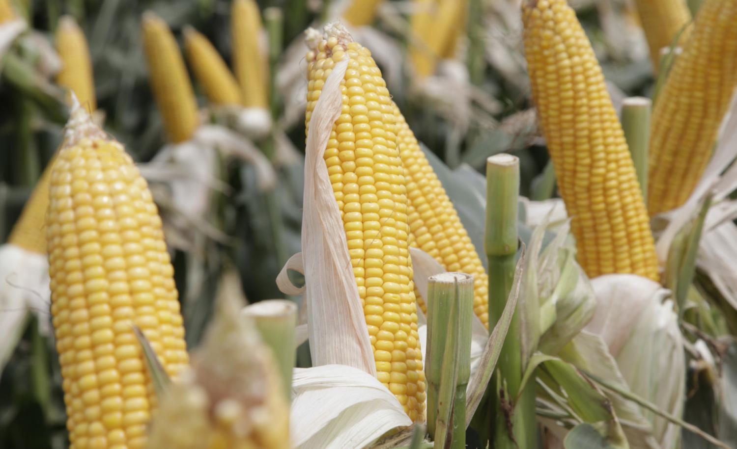 La mitad del maíz está de regular a malo y el rinde caería en la región núcleo