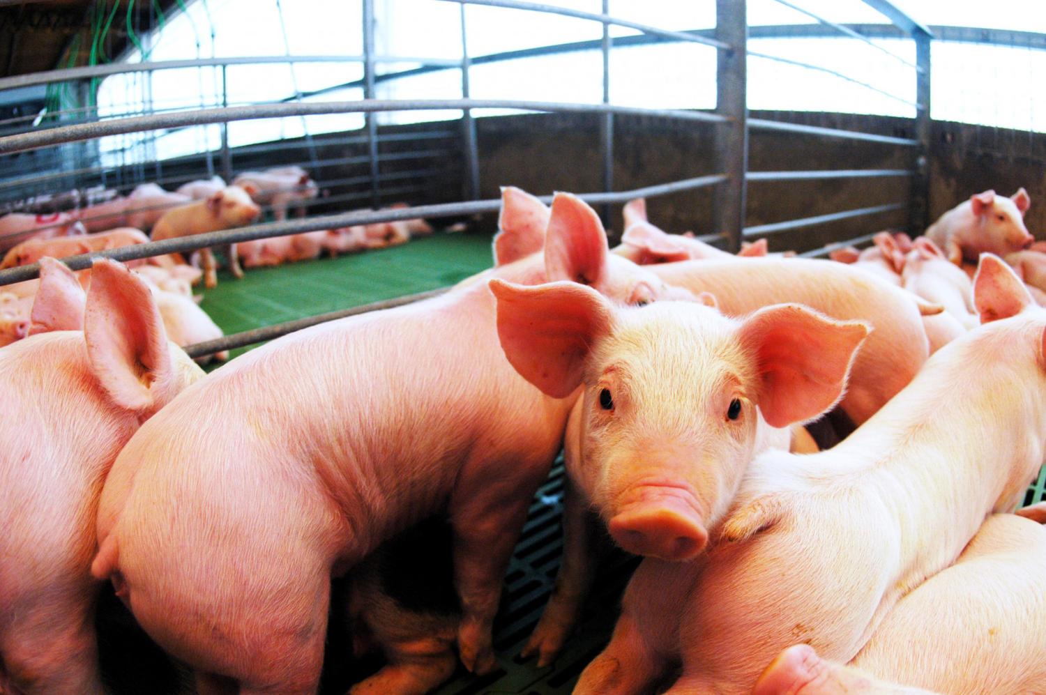 El Gobierno elimina derechos de exportación en productos agroindustriales