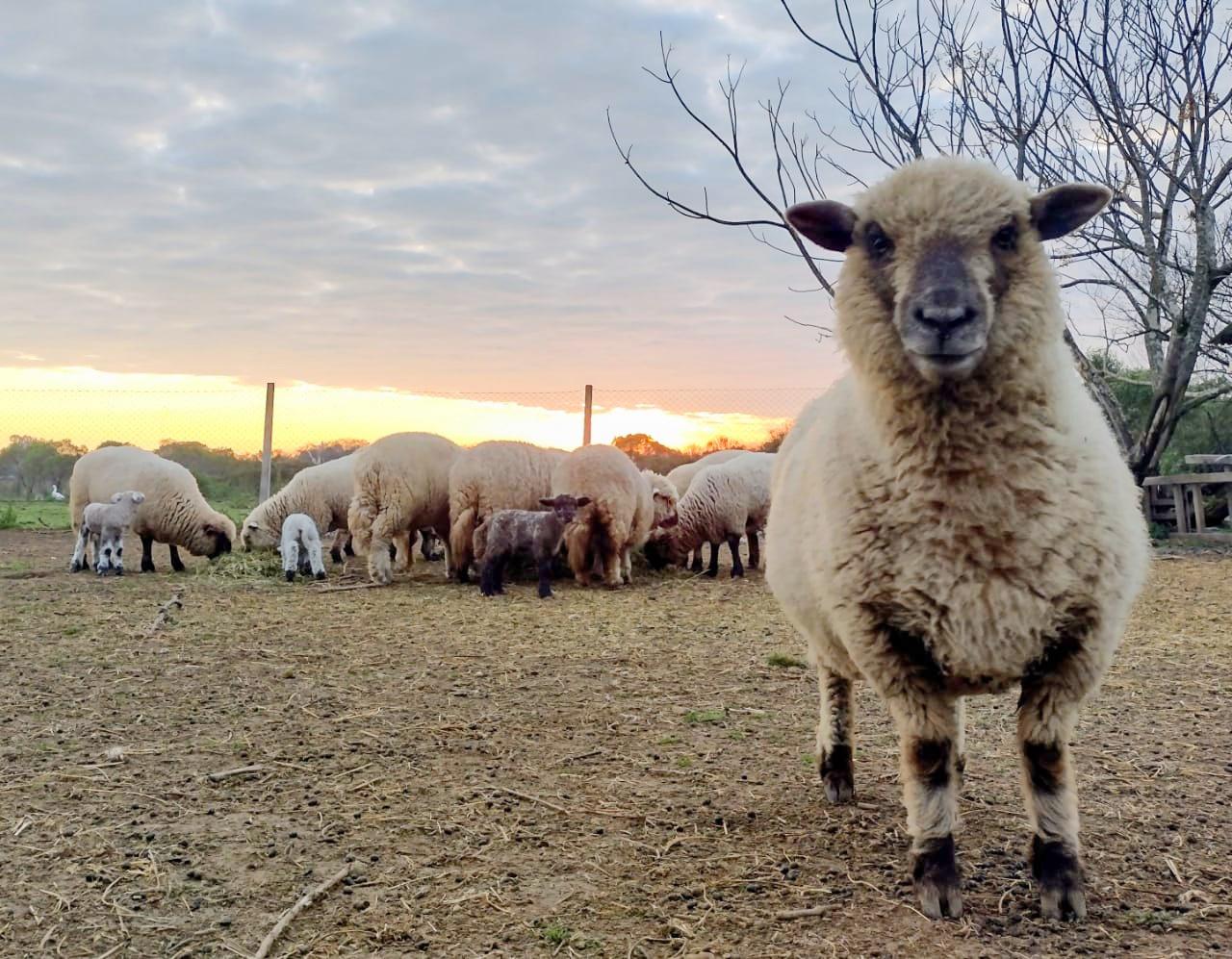 El Gobierno decidió eliminar el fondo fiduciario para la actividad ovina