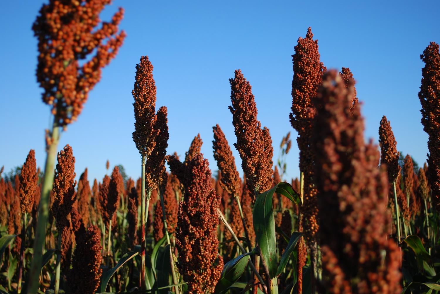 Caen 9% las expectativas de cosecha de sorgo y alertan que habrá menos maíz