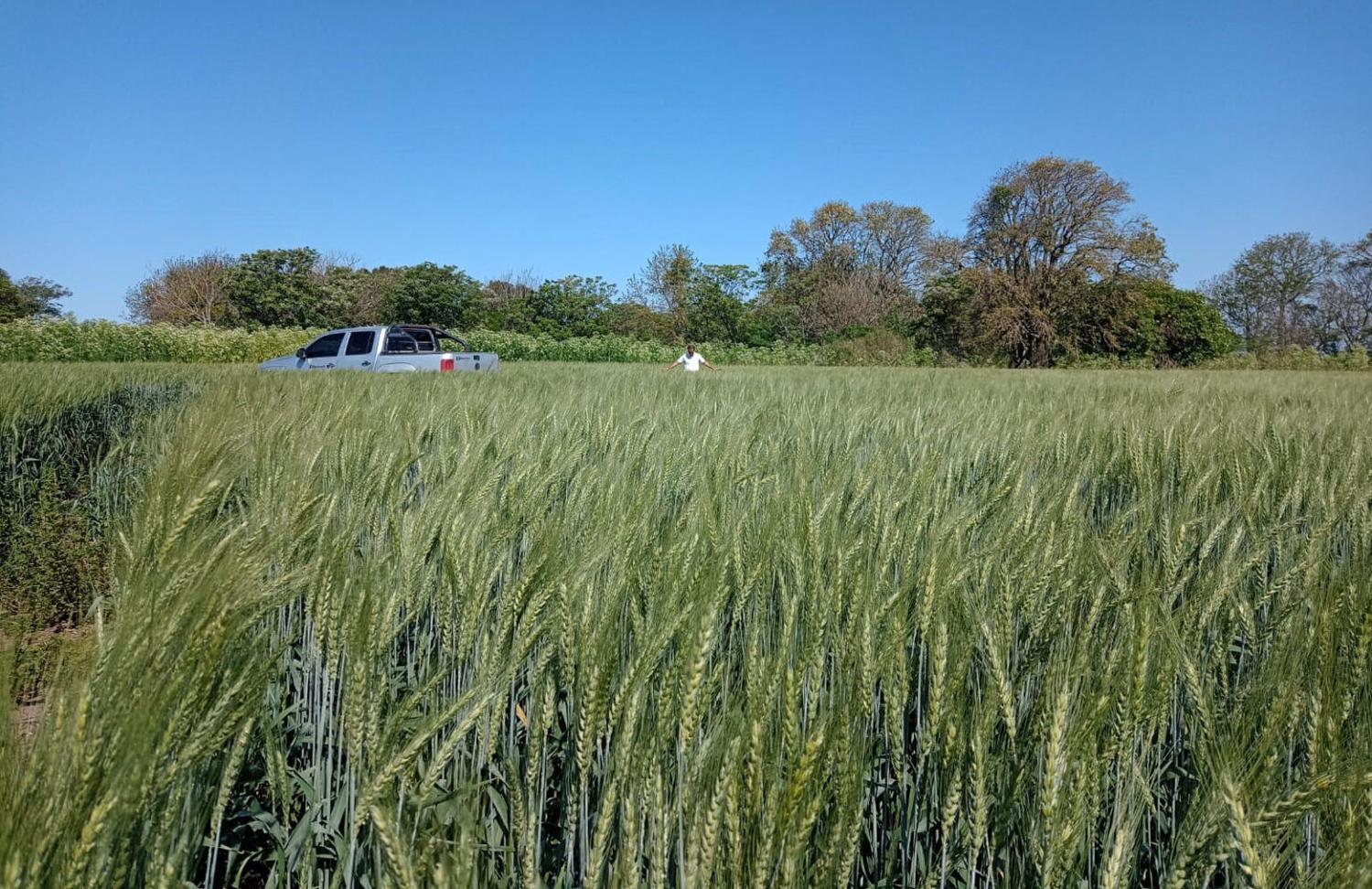 Advertencia de la Oficina de Riesgo Agropecuario: “Es preocupante la situación de secamiento generalizado”