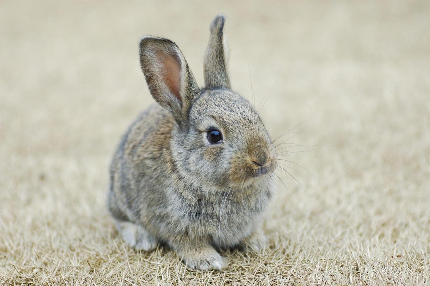 El Gobierno autorizó la importación de conejos para animales de compañía