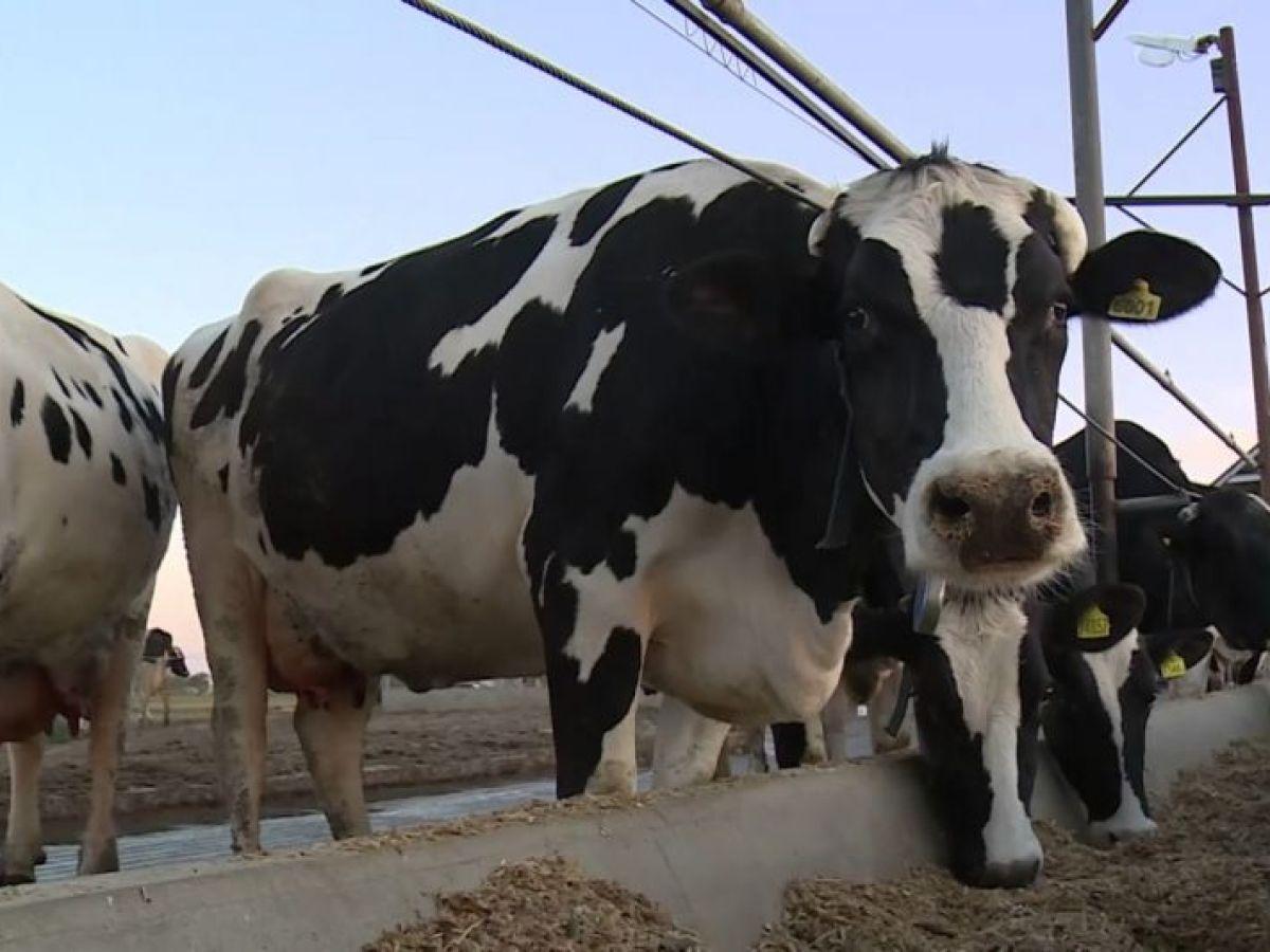 Por primera vez en cinco años, tuvieron más de 5% de rentabilidad