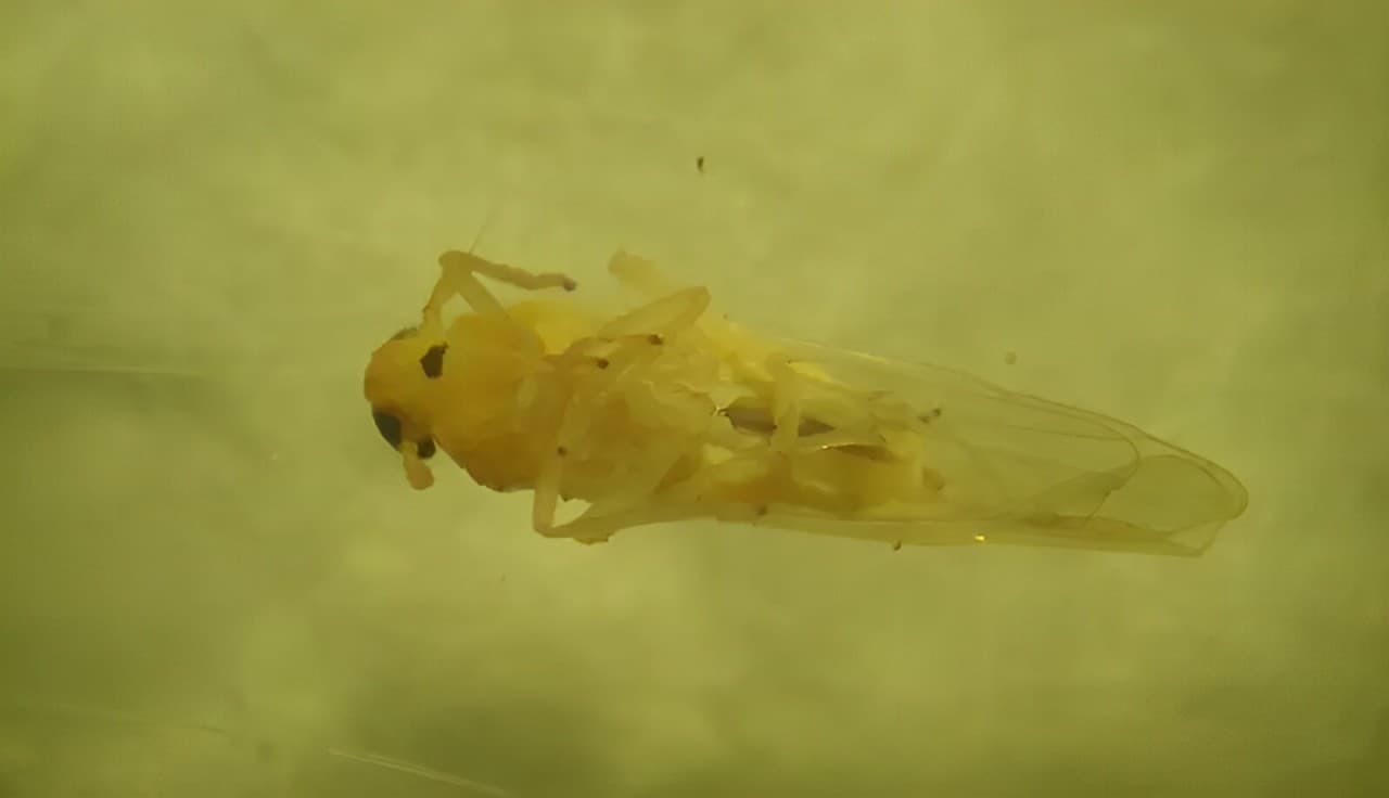 Alarma para productores de trigo y maíz: detectan presencia de chicharrita africana en dos provincias