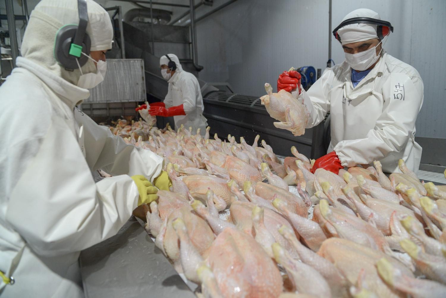 La gripe aviar queda atrás: en 2024 se recuperan las exportaciones de pollo