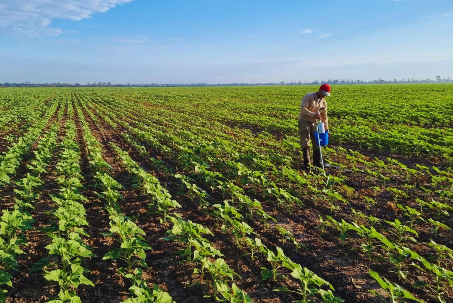Brasil aplica ocho veces más nutrientes a sus suelos que Argentina