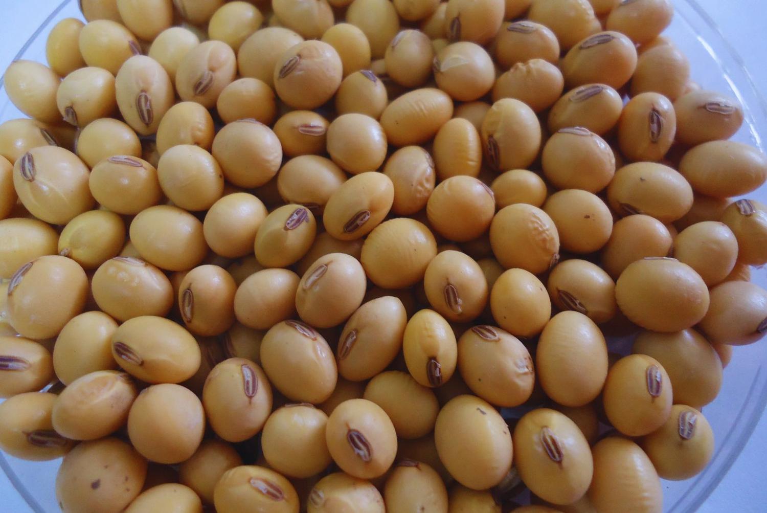 Precios en la mira: las ventas de soja son las más lentas de la historia