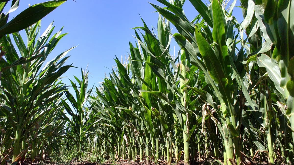 La falta de lluvias desde mitad de diciembre complica el maíz y la soja del noroeste bonaerense