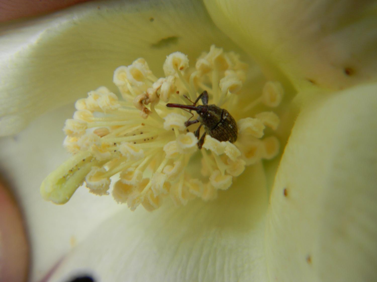 El INTA avanza en el desarrollo de un algodón resistente al picudo