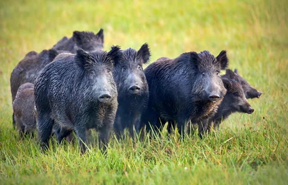 El Gobierno bonaerense le dio luz verde a la “caza plaguicida” del jabalí europeo