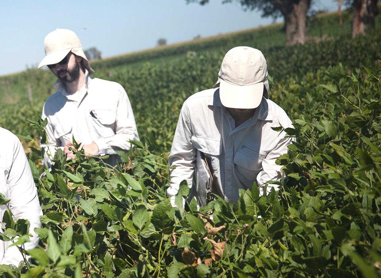 El nitrógeno podría ayudar a mitigar el impacto de la sequía en la soja
