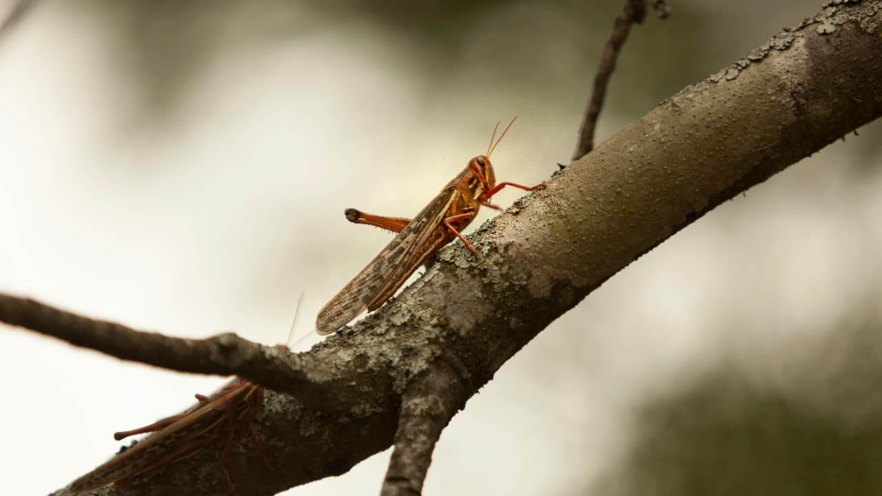 Preocupa la proximidad de langostas cerca de la frontera con Paraguay