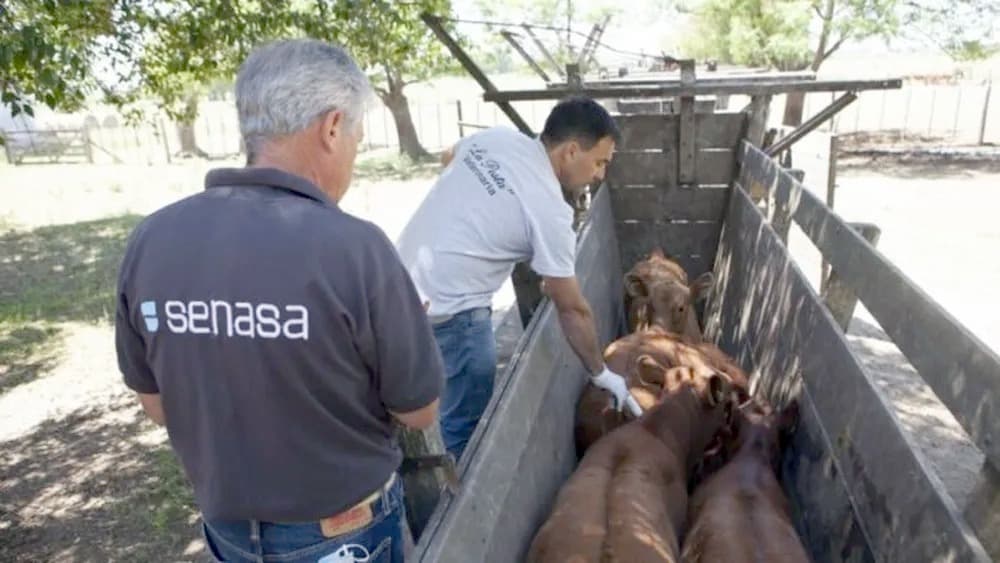 Campaña de vacunación contra la fiebre aftosa. - Senasa -