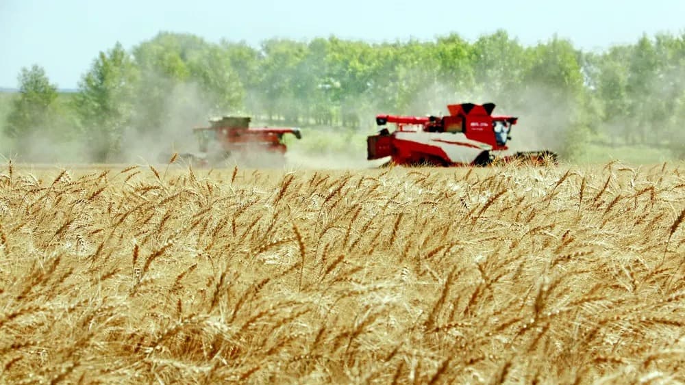 Dos máquinas cosechan trigo en el campo. (Agencia Xinhua)