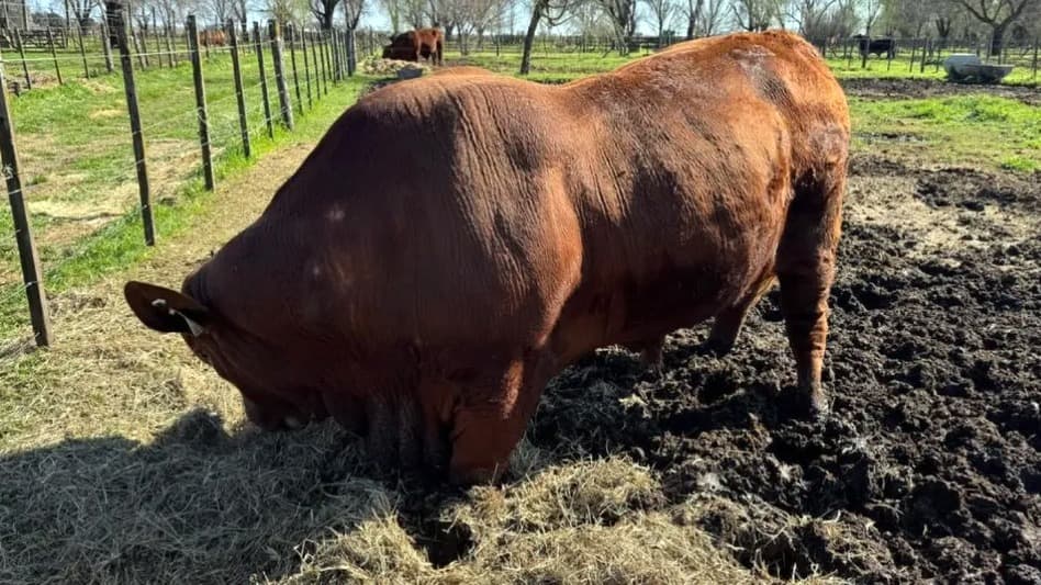 La autoridad sanitaria panameña autorizó el ingreso de genética bovina argentina.