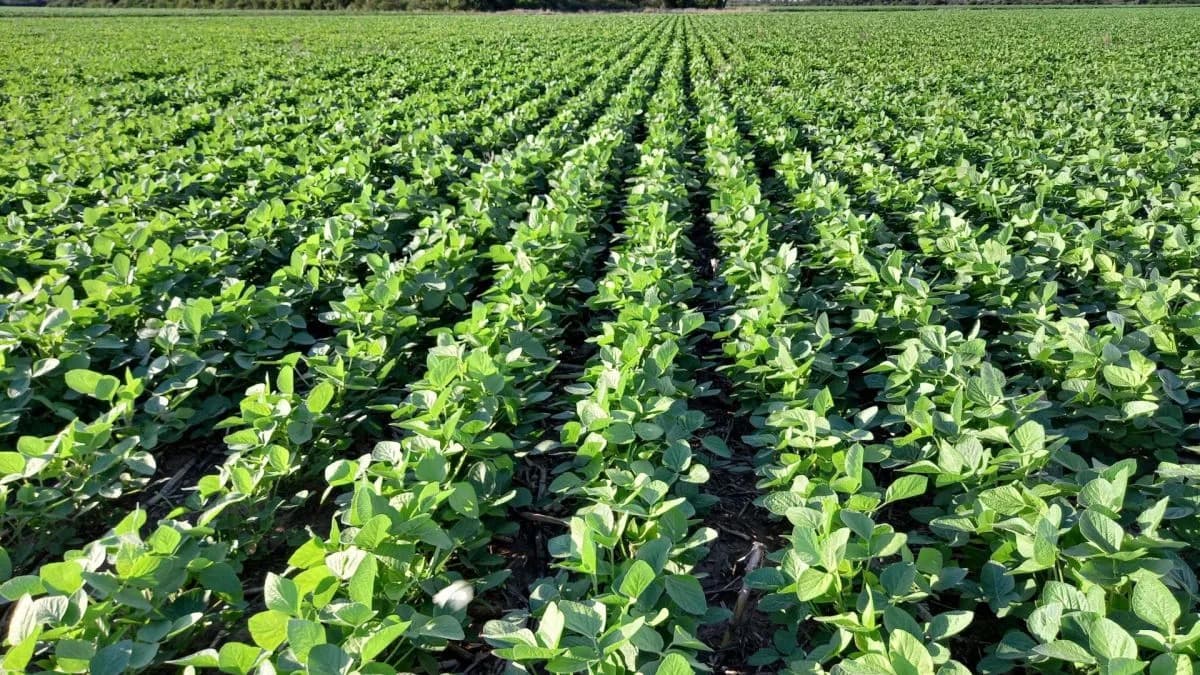 Soja libre de deforestación: adaptarse podría dejar ganancias