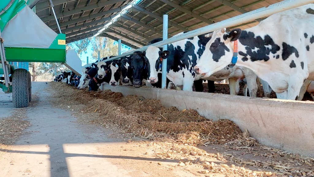 Un tambo robot en Córdoba que integra educación, investigación y producción