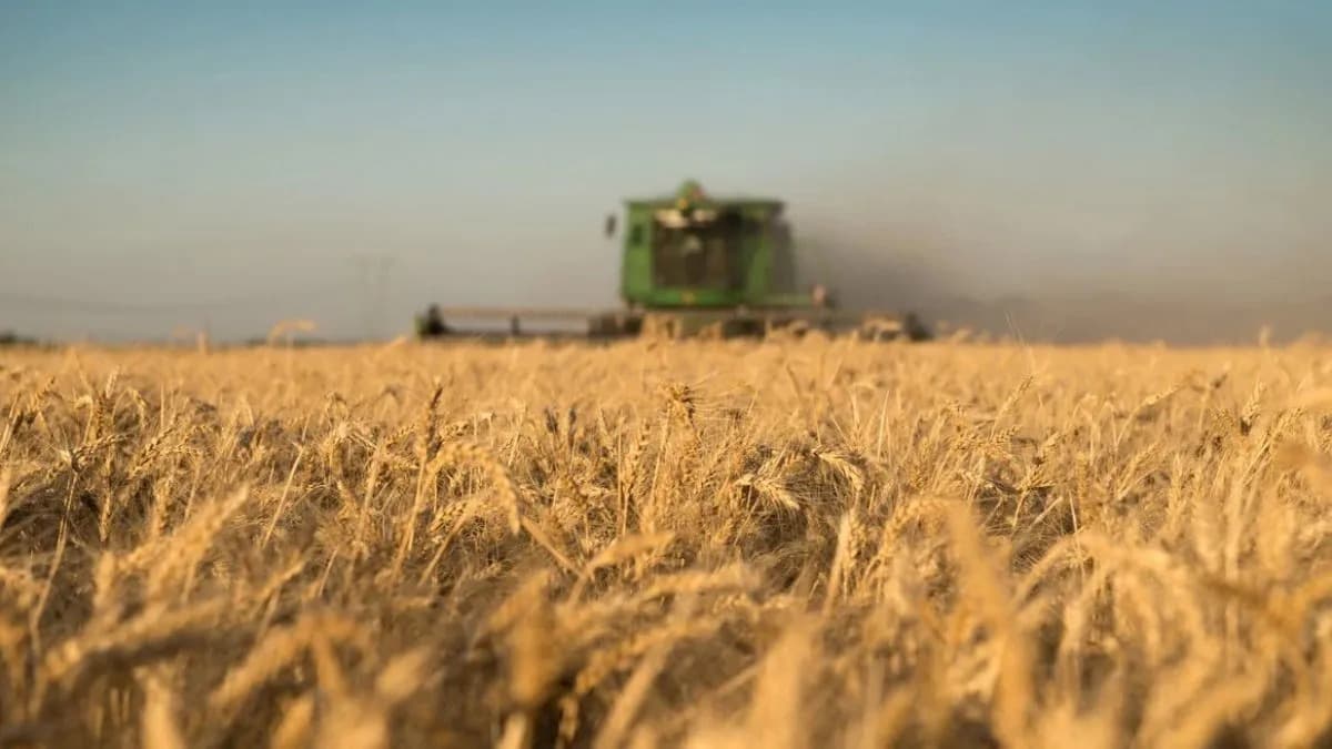 Comenzó la cosecha de trigo en el centro norte santafesino