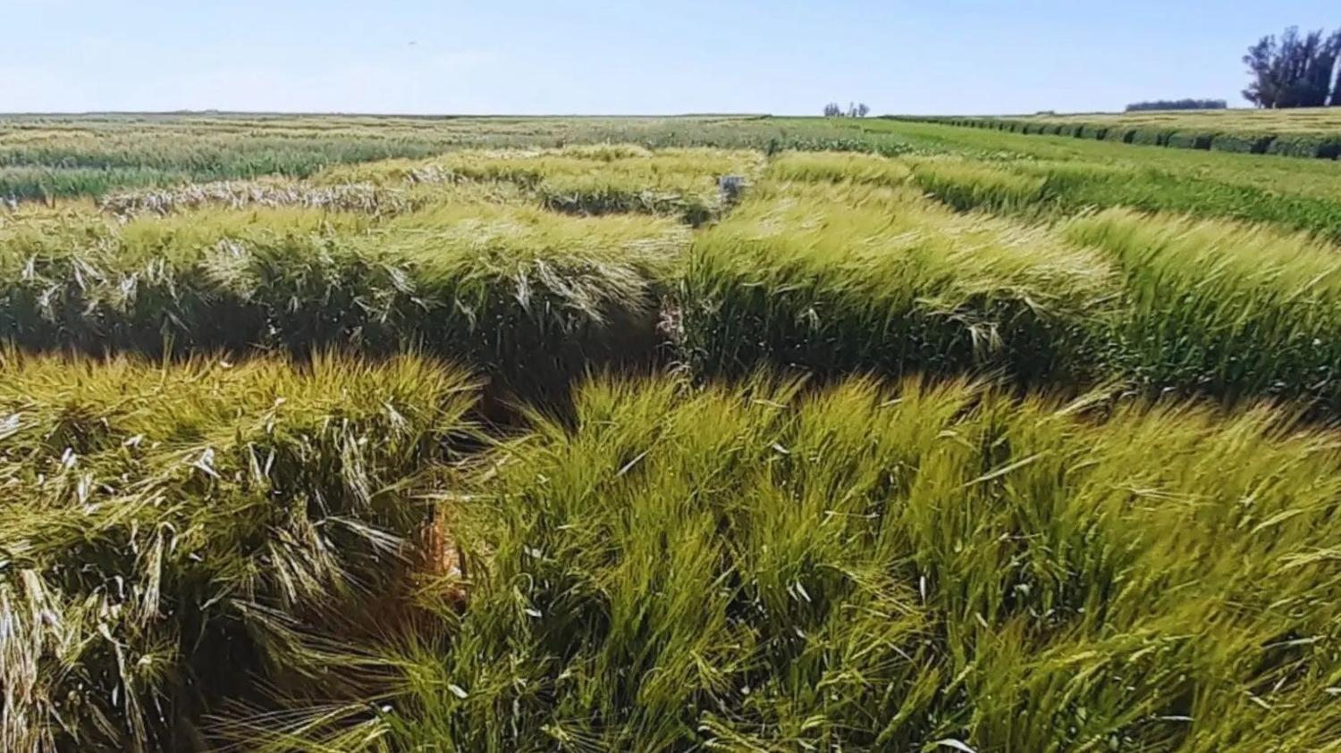 El Sudeste bonaerense consolida una campaña de cebada “excelente”