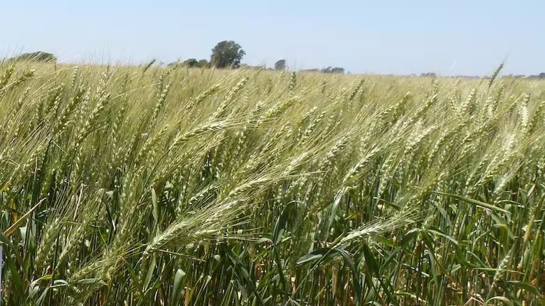 De compras: Ragt Semillas se quedó con el negocio de cebada maltera de Syngenta en todo el mundo