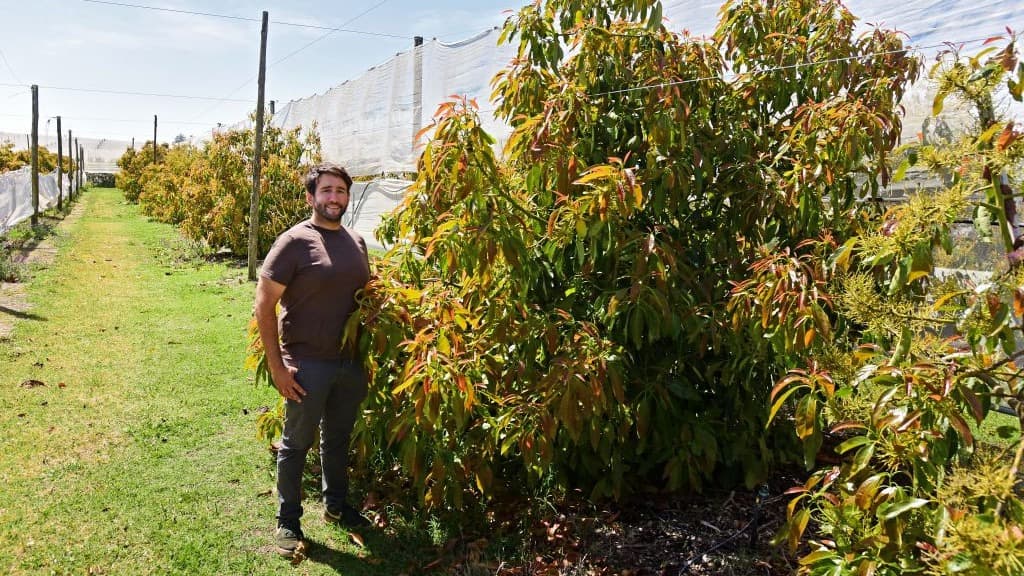 El ingeniero agrónomo Guillermo Brown, en la plantación de palta.