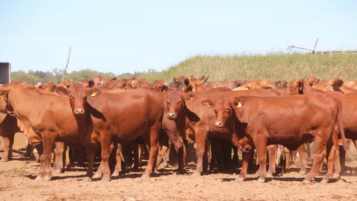 CRA rechazó el intento de imponer una "tasa al metano bovino" y advirtió por su impacto en la producción