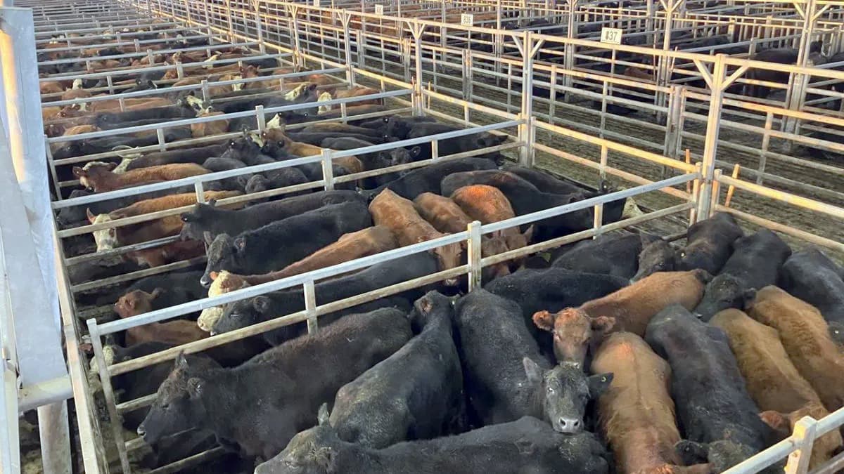 Con menos de 3.000 animales, el mercado mostró valores récord en varias categorías