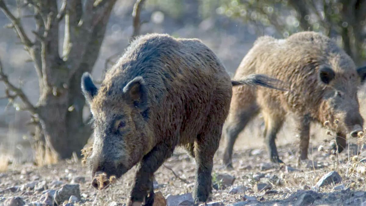 Tras el brote de peste porcina africana en España, Argentina cierra las importaciones